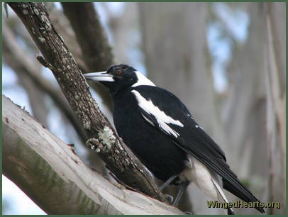 While Bertie watches from the distance