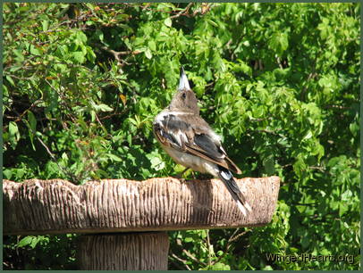 Dimpy pied-butcherbird having a drink