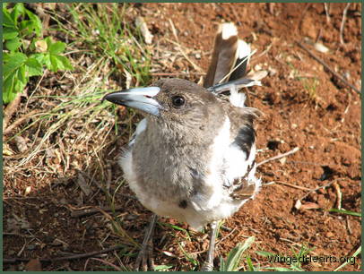 a juvenile pied-butcherbird named Dimpy