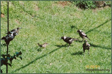 Maggie+older sis Rinky+Juv Teddy-Toms+Vicky+Philly+older sis Rosie