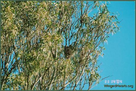 nestlings Philly and Sophie - looking at the world below