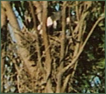 magnified inset of the chicks - not much clearer though