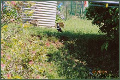 Not bestmates - Philly on the bank-Sophie below