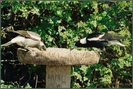 Rosie and Sophie loved pottering around