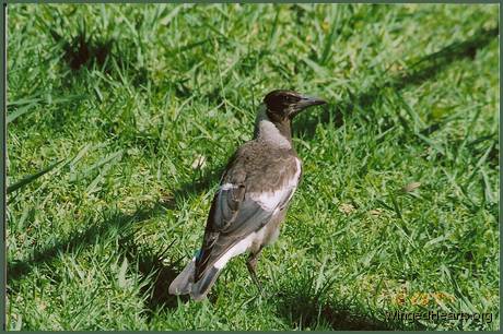 Young Sophie was the much quieter fledgling