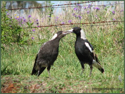 Baby magoue Wendy being fed mother magpie Vicky