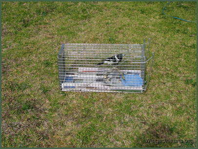 The frangipani branch made a good natural perch The frangipani branch made a good natural perch