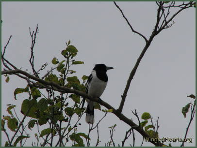 Back in the wild - a free and healthy bird again Back in the wild - a free and healthy bird again