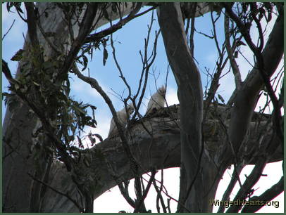 Corella pair sitting on the branch