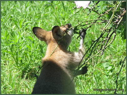 Skippy Wallaby is munching roses