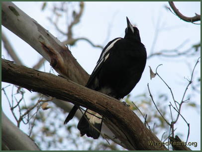 Maggie is ever ready to give chase if needed