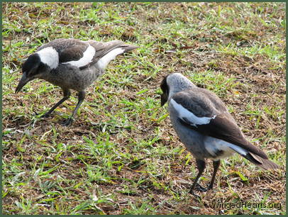 Philly and Sophie - the not so philosphical twins