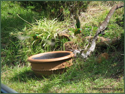 scly-breasted lorikeets