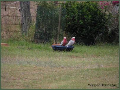 the galahs too like the ceramic bowl the galahs too like the ceramic bowl