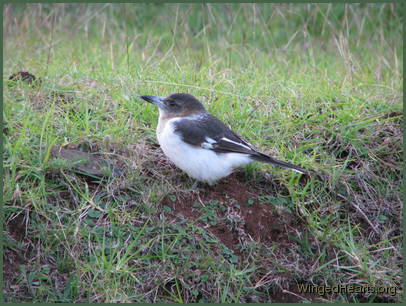 Jerry's a teen now Jerry's a teen now