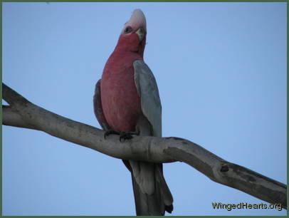 Gally Galah is pleased to the find green grass in June Gally Galah is pleased to the find green grass in June