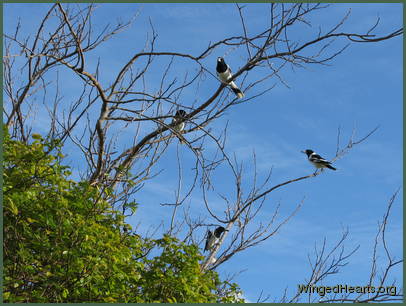 Teddy-Toms and Freddy-Terry hold a conference Teddy-Toms and Freddy-Terry hold a conference