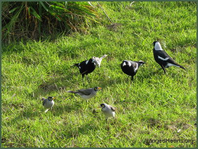 while their magpie and minnie friends potter below while their magpie and minnie friends potter below