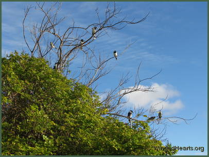 Freddy-Terry leave while Teddy-Toms kids join Jerry Freddy-Terry leave while Teddy-Toms kids join Jerry