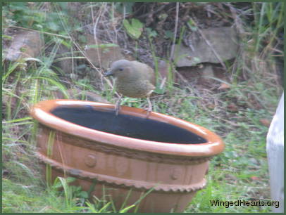 The bowerbird maiden The bowerbird maiden
