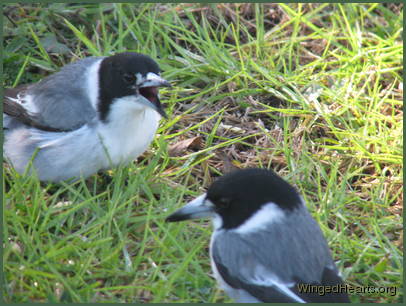 Larry tells Barry its time to leave Larry tells Barry its time to leave