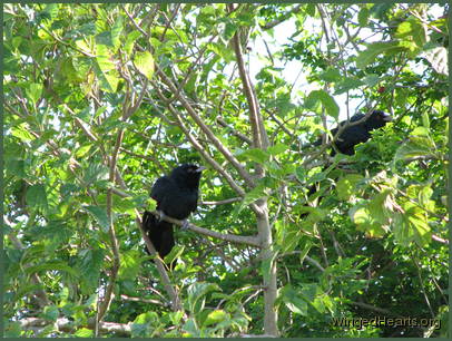 2 male koels hiding in the mulberry tree