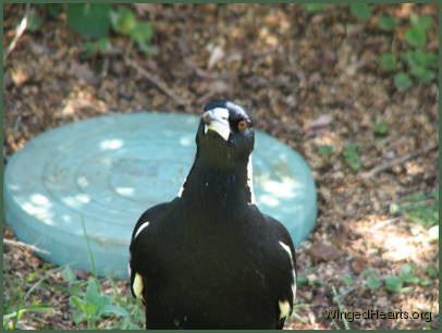 Maggie - heartbroken again