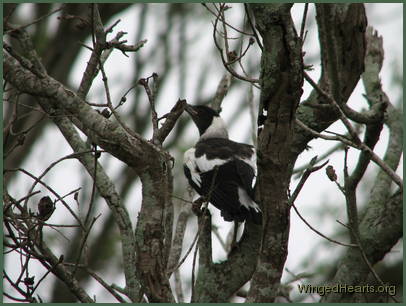 Josie sadly dies only a few days later in another storm