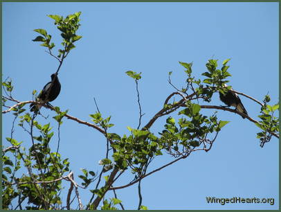 Sophie on Mulberry Tree