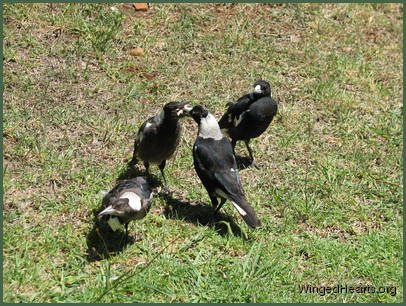 1 yr old Sparky while Vicky feeds baby Wendy and 2 yr old Sophie watches