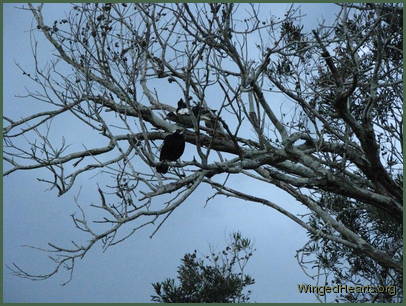 Monty beckoning Sophie to follow Butchie's example and let us help her