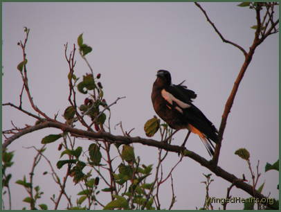 Monty looks out for Sophie