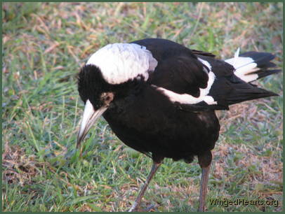 Sophie's been scratching her eyes - but to no avail as she finally succumbs