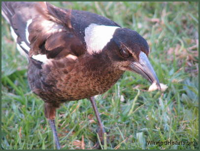 Monty takes food to her resting place just as he did to feed her - his final tribute