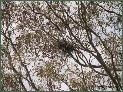 Sophie's nest was big and comfy for her two bubs