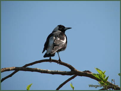 The symptoms appeared while Butchie was recovering