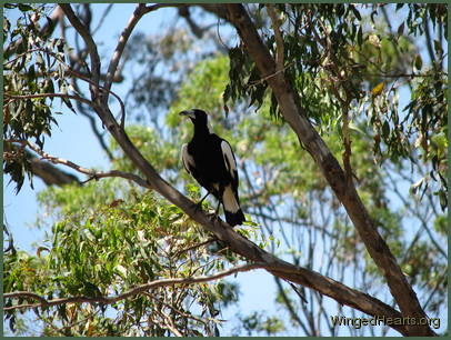 Sophie cared for her darlings diligently