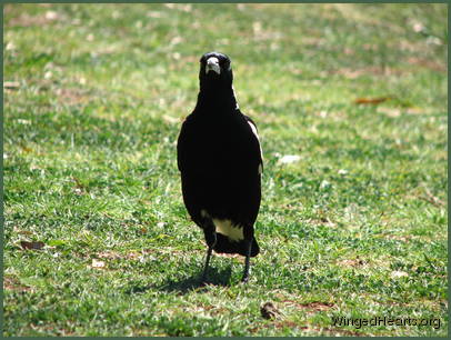 Bereft at the loss of her chicks in lashing storms