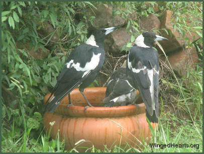 with Maggie watching Monty bathe