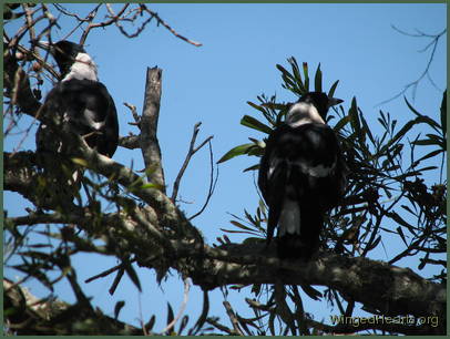with Wendy resting in the shade