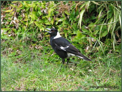 Wendy turns two years old and gets ready to leave