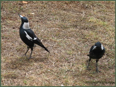 Sophie at 3 yrs with 2 yr old Sparky