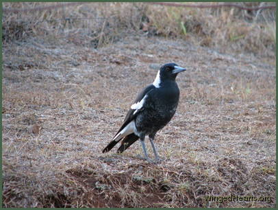 Sparky loved travelling and leaves too