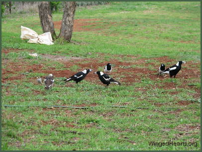 under Mum Vicky's guidance