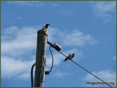 The famous signature toot announces their arrival atop the electric pole The famous signature toot announces their arrival atop the electric pole