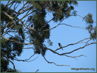 from their favourite perch from their favourite perch