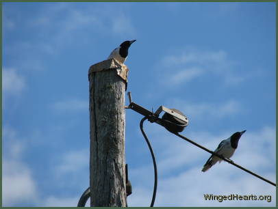 The singing duel attracts attention The singing duel attracts attention