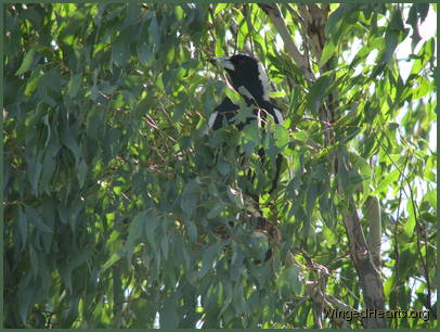 Vicky watches quietly from behind the leaves Vicky watches quietly from behind the leaves