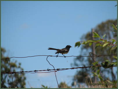 wille-wagtail sitting on the fence