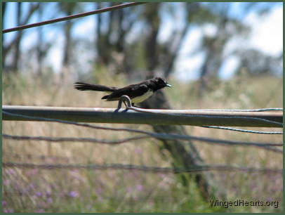 Willie Wagtail
